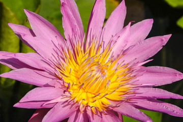 Beautiful pink lotus closed up with leaves in pond