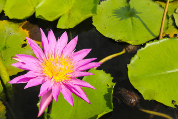 Beautiful pink lotus with leaves in pond