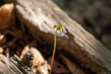 purple flower