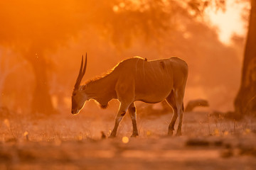 The common eland, also known as the southern eland or eland antelope with back light with sunset in Mana Pools National Park in Zimbabwe
