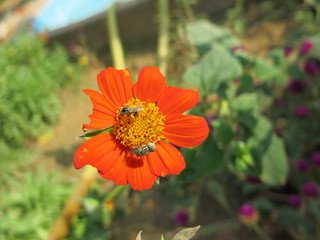 orange flower in the garden