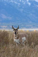 Pronghorn Antelope Buck in Autumn in Wyoming