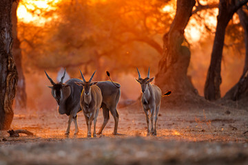 L& 39 éland commun, également connu sous le nom d& 39 éland du sud ou d& 39 antilope d& 39 éland avec rétro-éclairage avec coucher de soleil dans le parc national de Mana Pools au Zimbabwe