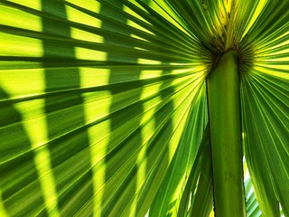 green leaf pattern texture background.