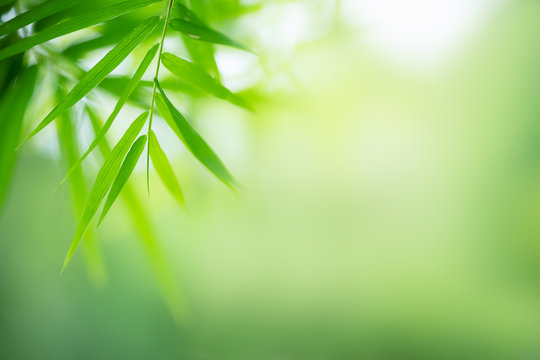 Bamboo leaves, Green leaf on blurred greenery background. Beautiful leaf texture in nature. Natural background. close-up of macro with free space for text.