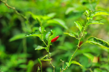 Close-up red chilli plant in garden, Spicy red hot chlili peppers with green leaves with morning light. Chilli Agriculture