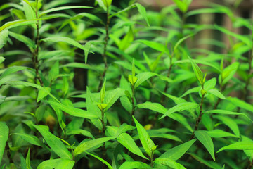 The leaves of Persicaria odorata in morning light, Vietnamese coriander growing in the garden, Vietnamese coriander is an ingredient in cooking.