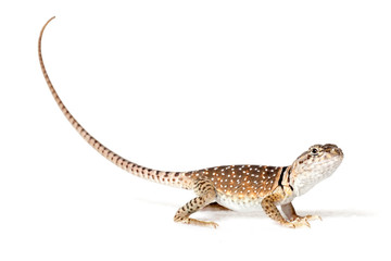 Collared lizard isolated on white background