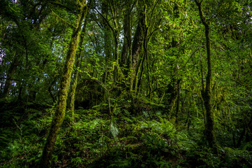 Fototapeta na wymiar Green Forest of Sikkim
