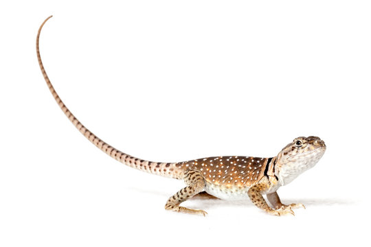Collared lizard isolated on white background