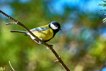 A bird - Great Tit ( Parus major ) sitting on a pine branch. Close-up.