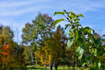 Branch of an apple tree in the foreground with fall colors in the background