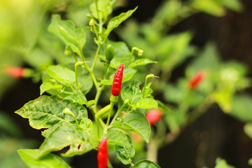 Close-up red chilli plant in garden, Spicy red hot chlili peppers with green leaves with morning light. Chilli Agriculture.