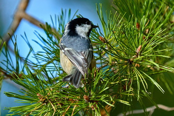 Obraz premium A bird - Coal Tit ( Periparus ater ) sitting on a pine branch. Close-up.