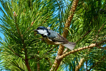 A bird - Coal Tit ( Periparus ater ) sitting on a pine branch. Close-up.