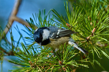 Obraz premium A bird - Coal Tit ( Periparus ater ) sitting on a pine branch. Close-up.
