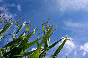 Corn stalks against blue sky