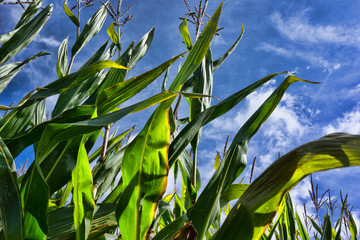 Corn stalks against blue sky