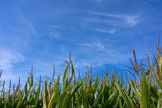 Corn stalks against blue sky