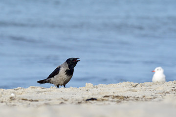 Nebelkrähe bei der Futtersuche an der Ostsee