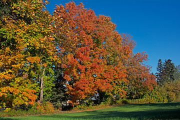 Naklejka premium Beautiful maple trees in fall in the country