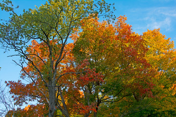 Fototapeta na wymiar Amazing colors of the trees in fall