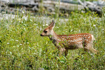 Fawn Flowers