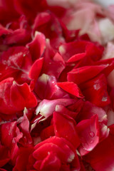 Red rose petals stacked in a row
