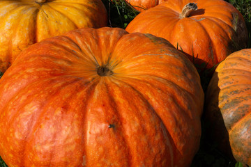 Retail pumpkins on grass