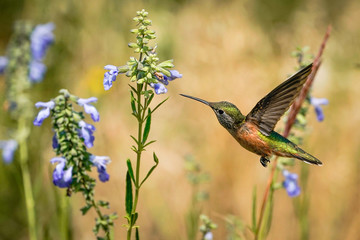 Broad-tailed hummingbird - Flight © Bernie Duhamel