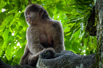 Naklejka na ściany i meble Adult female capuchin monkey posing in profile on the branch of a tree. Rainforest, Ecuador
