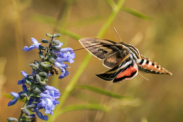 White-lined Sphinx Moth Flight