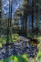 Rocky river beb with pool of water surrounded by trees with sunlight