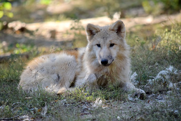 Young White Arctic Wolf Canis Lupus Arctos Lying in the Forest