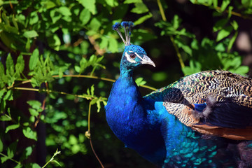 Obraz premium Peacock Pavo Cristatus in Nature Colorful Portrait