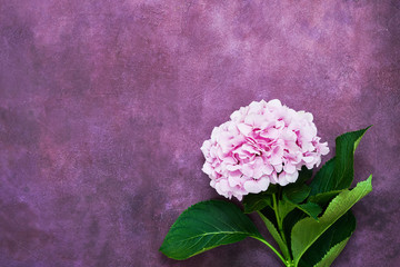 Beautiful pink flower of hydrangea on purple background. Top view, copy space