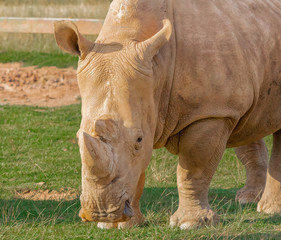 Obraz premium a white rhino grazing in a green meadow