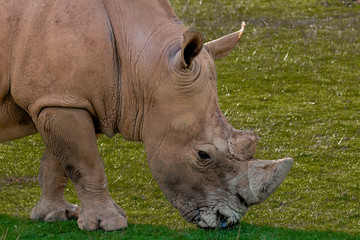 a white rhino grazing in a green meadow