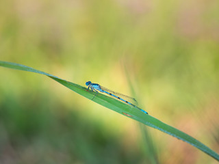 Common blue damselfly (Enallagma cyathigerum) on blade of grass