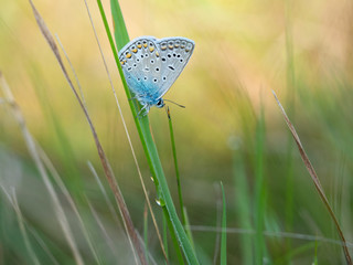 Common blue butterfly (Polyommatus icarus) male resting in grass