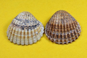 sea shells on a yellow background