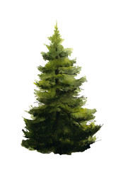 Picture of a big fir-tree hand drawn in watercolor isolated on a white background. Watercolor illustration.