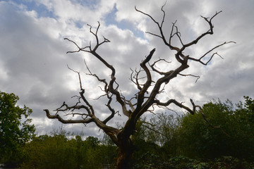 A bare tree in Epping forest