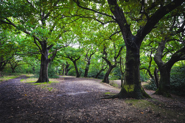 Epping forest in London
