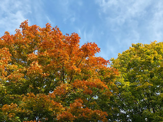 Fototapeta na wymiar Laubbaum im Herbst