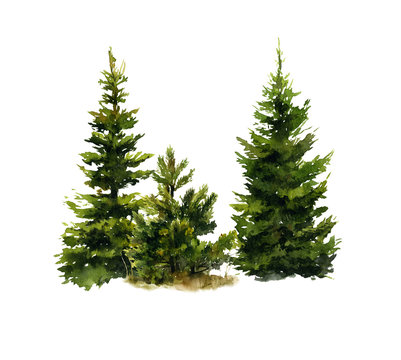 Picture of two spruces and a small pine-tree hand drawn in watercolor isolated on a white background. Watercolor illustration.