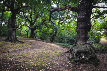 Epping forest in London