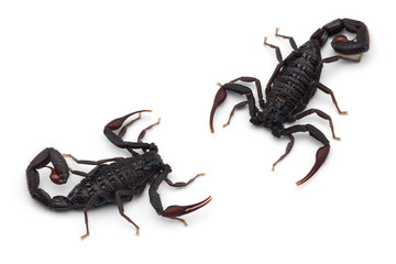Two African venom Scorpions isolated on white background