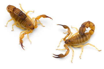 Two African venom Scorpions isolated on white background