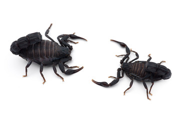 Two African venom Scorpions isolated on white background